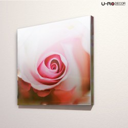 190725_PRINTED_PICTURE_PINK_ROSE_2