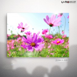 190813_PRINTED_PICTURE_COSMOS_VIVID_RESIZE_50X70
