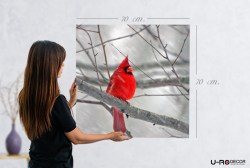 190814_PRINTED_PICTURE_CARDINAL_BIRD_A_70x70_3