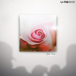 190814_PRINTED_PICTURE_PINK_ROSE