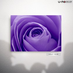 190912_PRINTED_PICTURE_VIOLET_ROSE_50X70_1