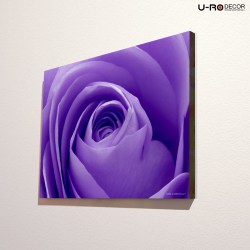 190912_PRINTED_PICTURE_VIOLET_ROSE_50X70_2