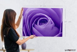 190912_PRINTED_PICTURE_VIOLET_ROSE_50X70_3